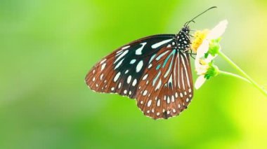 Sarı bir çiçeğe tünemiş bir kelebek Kelebek Siyah noktalar ve siyah çizgiler desenli sarı kanatlar Parlak turuncu çiçekli arka plan 