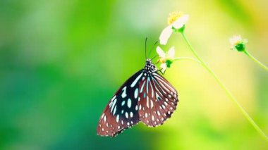 Sarı bir çiçeğe tünemiş bir kelebek Kelebek Siyah noktalar ve siyah çizgiler desenli sarı kanatlar Parlak turuncu çiçekli arka plan 