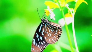 Sarı bir çiçeğe tünemiş bir kelebek Kelebek Siyah noktalar ve siyah çizgiler desenli sarı kanatlar Parlak turuncu çiçekli arka plan 