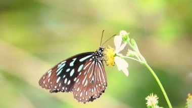 Sarı bir çiçeğe tünemiş bir kelebek Kelebek Siyah noktalar ve siyah çizgiler desenli sarı kanatlar Parlak turuncu çiçekli arka plan 