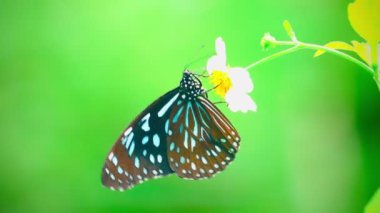 Sarı bir çiçeğe tünemiş bir kelebek Kelebek Siyah noktalar ve siyah çizgiler desenli sarı kanatlar Parlak turuncu çiçekli arka plan 