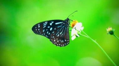 Sarı bir çiçeğe tünemiş bir kelebek Kelebek Siyah noktalar ve siyah çizgiler desenli sarı kanatlar Parlak turuncu çiçekli arka plan 