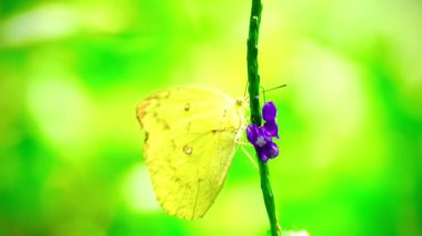 Renkli bir kelebek küçük kırmızı bir çiçeğin üzerine tünemiştir. Kelebeğin kanatları karmaşık biçimde turuncu, siyah, beyaz ve sarı desenlidir. Siyah noktalar ve dantel gibi kanat kenarları vardır..