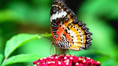 Renkli bir kelebek küçük kırmızı bir çiçeğin üzerine tünemiştir. Kelebeğin kanatları karmaşık biçimde turuncu, siyah, beyaz ve sarı desenlidir. Siyah noktalar ve dantel gibi kanat kenarları vardır..