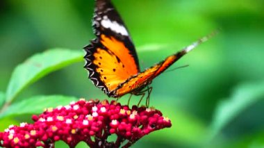 Renkli bir kelebek küçük kırmızı bir çiçeğin üzerine tünemiştir. Kelebeğin kanatları karmaşık biçimde turuncu, siyah, beyaz ve sarı desenlidir. Siyah noktalar ve dantel gibi kanat kenarları vardır..