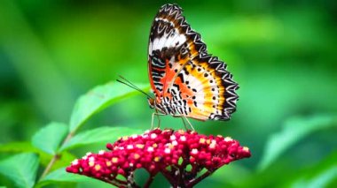 Renkli bir kelebek küçük kırmızı bir çiçeğin üzerine tünemiştir. Kelebeğin kanatları karmaşık biçimde turuncu, siyah, beyaz ve sarı desenlidir. Siyah noktalar ve dantel gibi kanat kenarları vardır..