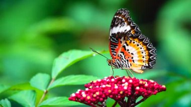 Renkli bir kelebek küçük kırmızı bir çiçeğin üzerine tünemiştir. Kelebeğin kanatları karmaşık biçimde turuncu, siyah, beyaz ve sarı desenlidir. Siyah noktalar ve dantel gibi kanat kenarları vardır..
