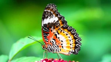 Renkli bir kelebek küçük kırmızı bir çiçeğin üzerine tünemiştir. Kelebeğin kanatları karmaşık biçimde turuncu, siyah, beyaz ve sarı desenlidir. Siyah noktalar ve dantel gibi kanat kenarları vardır..