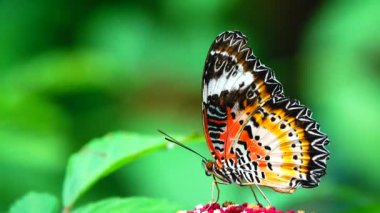 Renkli bir kelebek küçük kırmızı bir çiçeğin üzerine tünemiştir. Kelebeğin kanatları karmaşık biçimde turuncu, siyah, beyaz ve sarı desenlidir. Siyah noktalar ve dantel gibi kanat kenarları vardır..