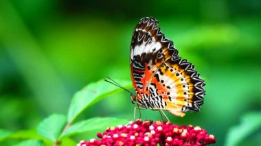 Renkli bir kelebek küçük kırmızı bir çiçeğin üzerine tünemiştir. Kelebeğin kanatları karmaşık biçimde turuncu, siyah, beyaz ve sarı desenlidir. Siyah noktalar ve dantel gibi kanat kenarları vardır..