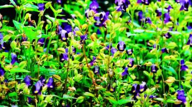 Yumuşak mor Torenia çiçeği, lades kemiği çiçeği olarak da bilinir, arka planda bulanıklaşır, turuncu kanatlı bir kelebeğin havada uçuşan nazik hareketini gösterir..