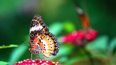 Renkli bir kelebek küçük kırmızı bir çiçeğin üzerine tünemiştir. Kelebeğin kanatları karmaşık biçimde turuncu, siyah, beyaz ve sarı desenlidir. Siyah noktalar ve dantel gibi kanat kenarları vardır..