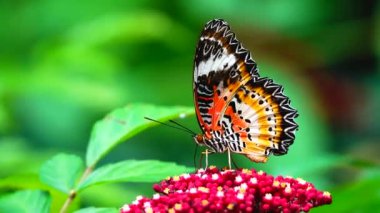 Renkli bir kelebek küçük kırmızı bir çiçeğin üzerine tünemiştir. Kelebeğin kanatları karmaşık biçimde turuncu, siyah, beyaz ve sarı desenlidir. Siyah noktalar ve dantel gibi kanat kenarları vardır..