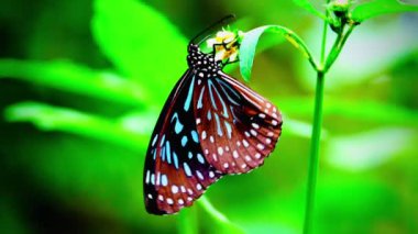 Bahçe bahçesinde Tayland kelebeği yaz çiçeği ve kelebek çiçeği kelebeği