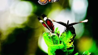 Bahçe bahçesinde Tayland kelebeği yaz çiçeği ve kelebek çiçeği kelebeği