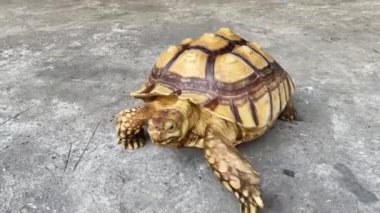 Afrika mahmuzlu kaplumbağa (Centrochelys sulcata), ayrıca sulcata kaplumbağası olarak da bilinir.,