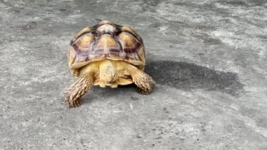 Afrika mahmuzlu kaplumbağa (Centrochelys sulcata), ayrıca sulcata kaplumbağası olarak da bilinir.,