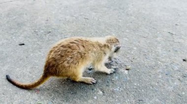 Hayvan parkında mirket..