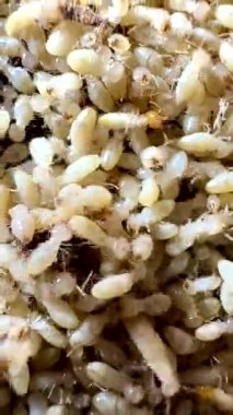 Termitlerin yakın çekim videosu, özellikle işçi termitlerin. Bu solgun, yumuşak gövdeli böcekler büyük kolonilerde sık sık bulunur ve ağaç ve bitki malzemeleriyle beslenirler. Termitlerin büyük kafaları ve koyu renkli renkleri vardır.