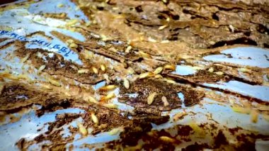 Termitlerin yakın çekim videosu, özellikle işçi termitlerin. Bu solgun, yumuşak gövdeli böcekler büyük kolonilerde sık sık bulunur ve ağaç ve bitki malzemeleriyle beslenirler. Termitlerin büyük kafaları ve koyu renkli renkleri vardır.