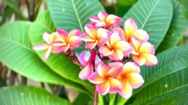 Büyük yeşil yapraklarla çevrili parlak pembe ve turuncu yapraklı Frangipani çiçeklerinin olduğu bir buket. Frangipani, diğer adıyla Frangipani, güzelliği ve kırıntıları nedeniyle popüler bir çiçektir.