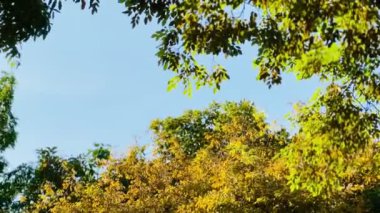 Yaprakları altın sarısı, turuncu ve yeşil renk değiştiren ağaç tepeleri mevsimlerin değiştiğini gösteriyor, ki bu da muhtemelen sonbahardır. Arka plandaki parlak mavi gökyüzü çok güzel tezat yapıyor. 