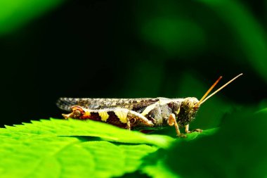  Yeşil bir yaprağa tünemiş bir çekirgenin yakın çekim videosu. Çekirgenin vücudu sarı çizgilerle koyu renklidir ve ileri doğru uzanan uzun antenleri vardır. Arka plan karanlık..                            