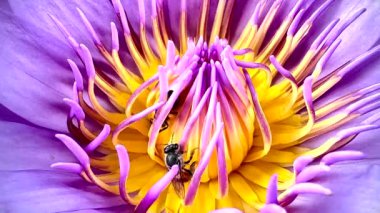 4K arılar mor nilüfer çiçeklerinde nektar arıyorlar..