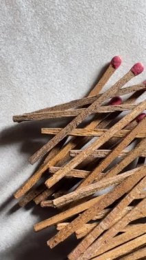 4K arılar mor nilüfer çiçeklerinde nektar arıyorlar..