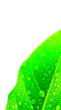 Makro Doku Yeşil Yapraklar Yağmur Damlaları Islak Yaprak (Yeşil Bitki). beyaz arkaplan