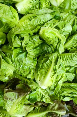 Taze yeşil salata yeşillikleri, muhtemelen marul olacak. Kıtır kıtır, parlak yapraklar yeşilliklerin taze ve yemeye hazır olduğunu gösteriyor. Salatalarda ya da sağlıklı bir meze olarak kullanılabilir..