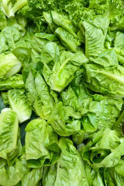 Taze yeşil salata yeşillikleri, muhtemelen marul olacak. Kıtır kıtır, parlak yapraklar yeşilliklerin taze ve yemeye hazır olduğunu gösteriyor. Salatalarda ya da sağlıklı bir meze olarak kullanılabilir..