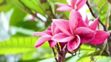 4K Güzel Çiçek Pembesi Plumeria veya Frangipani