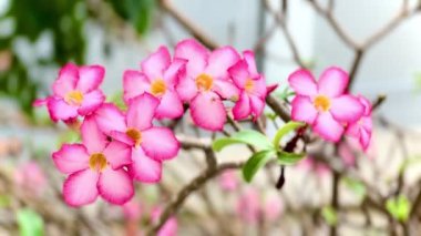 4K adenyum obesum çiçekleri hafif esintiyle savrulan ağaçlarda açar, yapraklar parlak bir merkezle kırmızıdır..