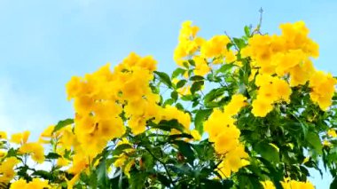 4K Urai slut blooms beautifully yellow in the garden with bright blue sky