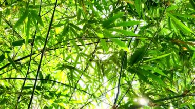 Yeşil bambu yaprakları, güneşin güzel ve huzurlu bir şekilde içinden geçtiği yapraklar. Yeşil ton, bambu gölgesinin doğal güzelliğini gösteren kompozisyonda göze çarpıyor..