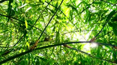 Yeşil bambu yaprakları, güneşin güzel ve huzurlu bir şekilde içinden geçtiği yapraklar. Yeşil ton, bambu gölgesinin doğal güzelliğini gösteren kompozisyonda göze çarpıyor..