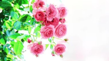 4k Bulanık yeşilliklerle çevrili güzel pembe bir gül. Hassas katmanlı yapraklar parlak, sıcak renkler ortaya çıkarıyor..         
