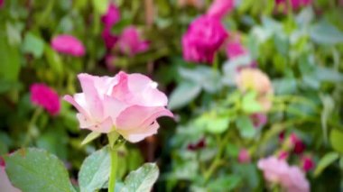 4k Bulanık yeşilliklerle çevrili güzel pembe bir gül. Hassas katmanlı yapraklar parlak, sıcak renkler ortaya çıkarıyor..         