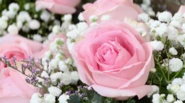 4k Bulanık yeşilliklerle çevrili güzel pembe bir gül. Hassas katmanlı yapraklar parlak, sıcak renkler ortaya çıkarıyor..         