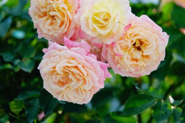  Bulanık yeşilliklerle çevrili, çiçek açmış güzel bir gül. Hassas katmanlı yapraklar parlak, sıcak renkler ortaya çıkarıyor..             