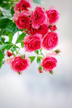  Bulanık yeşilliklerle çevrili, çiçek açmış güzel bir gül. Hassas katmanlı yapraklar parlak, sıcak renkler ortaya çıkarıyor..                         