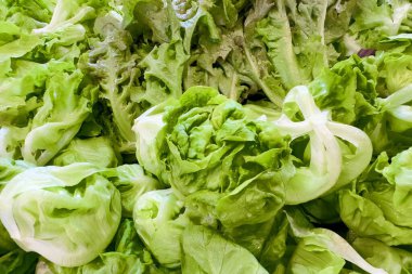 Yakın plan taze yeşil organik marul yaprakları, içinde romaine ve tereyağlı marul da var, birlikte sergileniyor. Taze hasat..