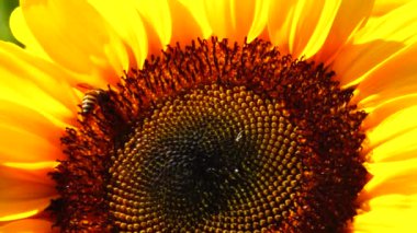 Güneşte açan altın ayçiçekleri           