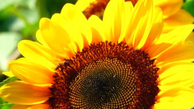 Güneşte açan altın ayçiçekleri           