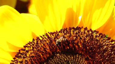 Güneşte açan altın ayçiçekleri           