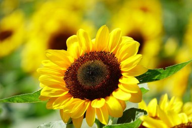 Güneşte açan altın ayçiçekleri                    