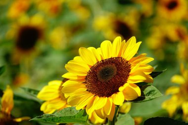 Güneşte açan altın ayçiçekleri             