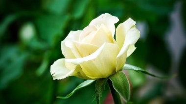 Bulanık yeşilliklerle çevrili, çiçek açmış güzel bir gül. Hassas katmanlı yapraklar parlak, sıcak renkler ortaya çıkarıyor.                       