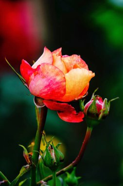 Bulanık yeşilliklerle çevrili, çiçek açmış güzel bir gül. Hassas katmanlı yapraklar parlak, sıcak renkler ortaya çıkarıyor..                     